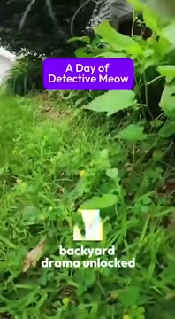 Tonight's recap waiting in the Tuckr app — a day seen from the cat's collar
